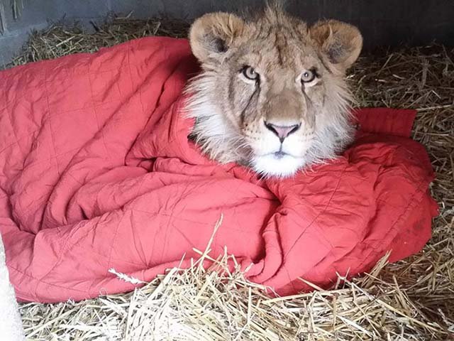 León con una manta para dormir León con una manta para dormir