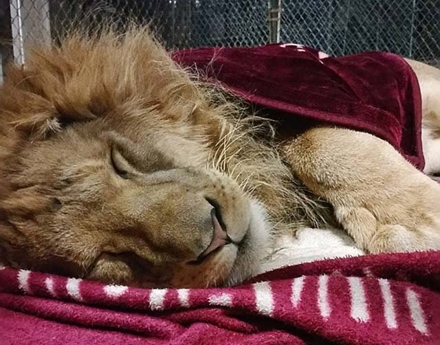 León duerme con una manta León duerme con una manta
