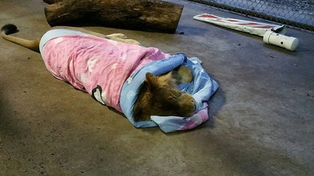 León duerme