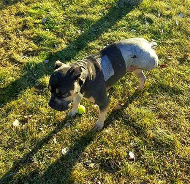 Loki, perro atropellado por trece trenes Loki, perro atropellado por trece trenes