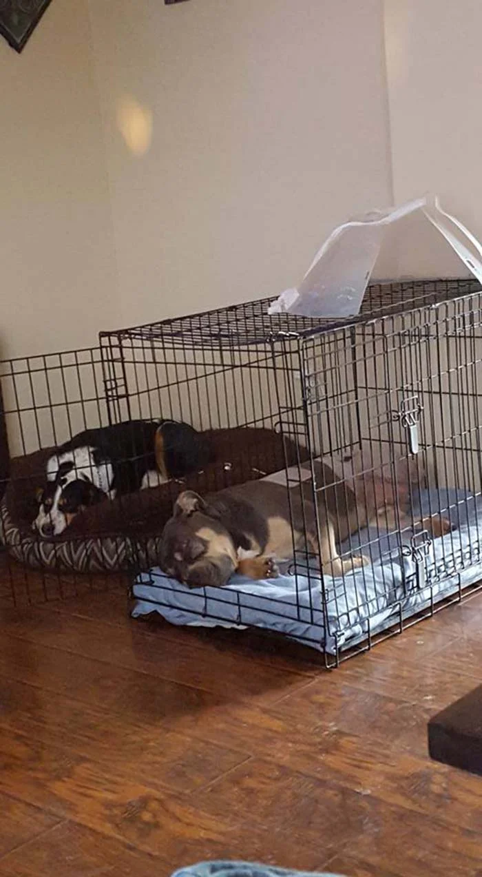 Loki recuperándose Loki recuperándose