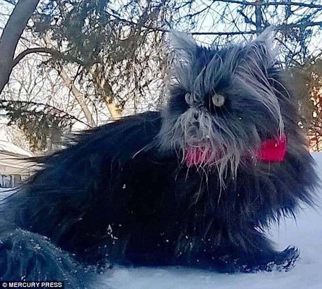 Monny es una gata con extraño síndrome