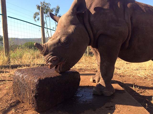 Nandi el rhino Nandi el rhino