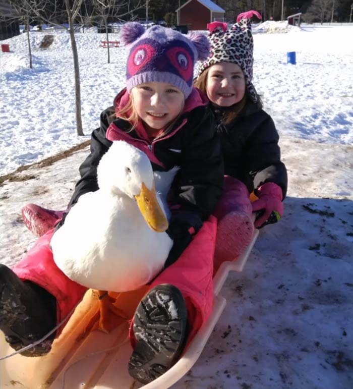 Pato Snowflake en trineo Pato Snowflake en trineo