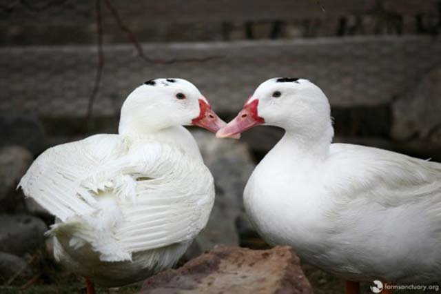 Patos rescatados de granja de foie gras Patos rescatados de granja de foie gras