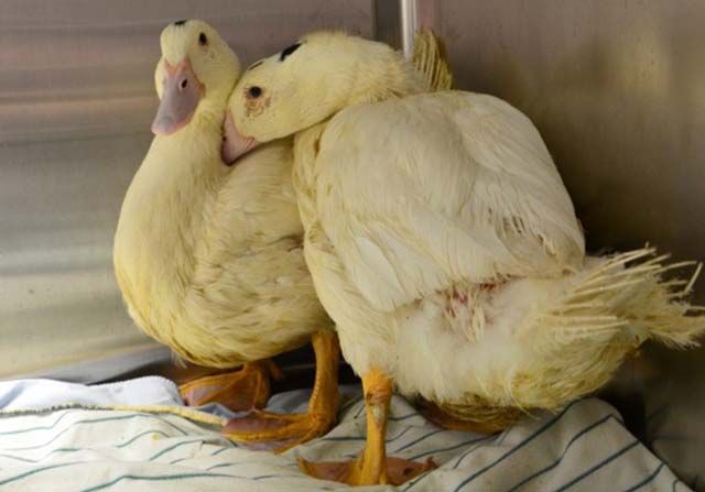 Patos rescatados de una granja de foie gras