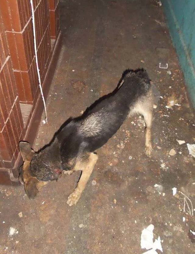 Perra encadenada en un balcón