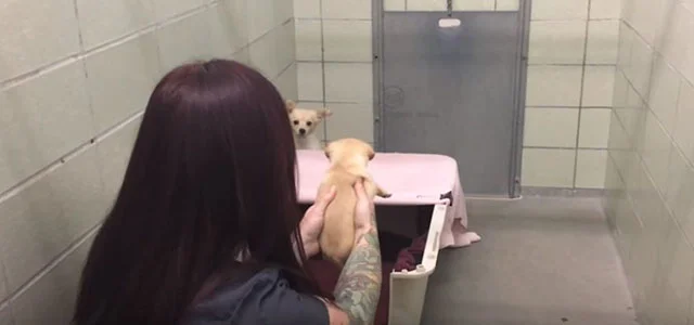 Perra no se movía sin sus cachorros