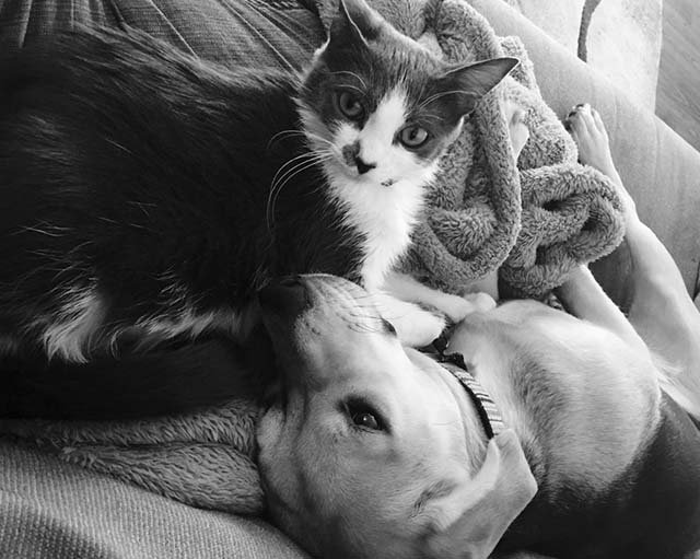 Perro Beagle y un gato amigos