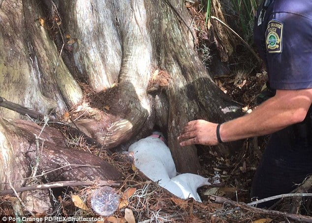 Perro atrapado en el tronco de un árbol Perro atrapado en el tronco de un árbol