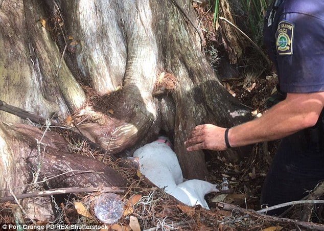 Perro atrapado en el tronco de un árbol
