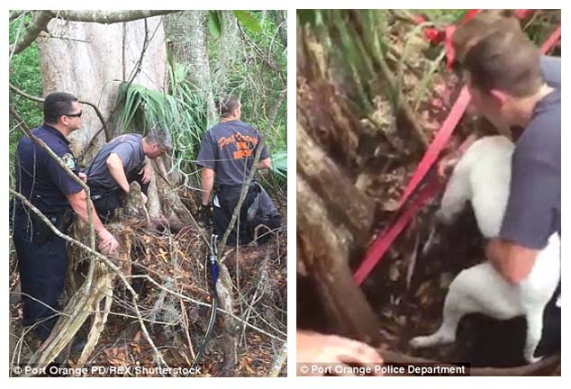 Perro atrapado en un árbol Perro atrapado en un árbol