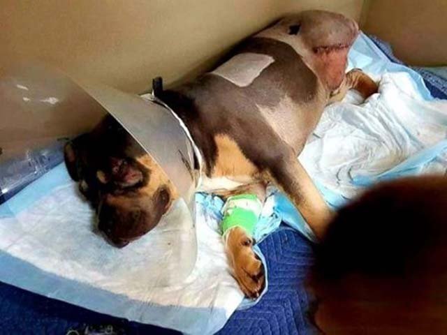 Perro atropellado se recupera Perro atropellado se recupera
