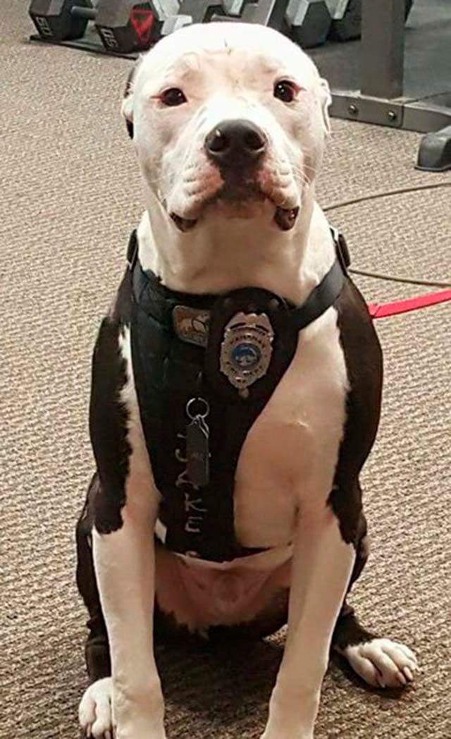 Perro bombero Perro bombero