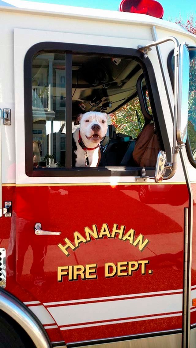 Perro en camión de bomberos Perro en camión de bomberos