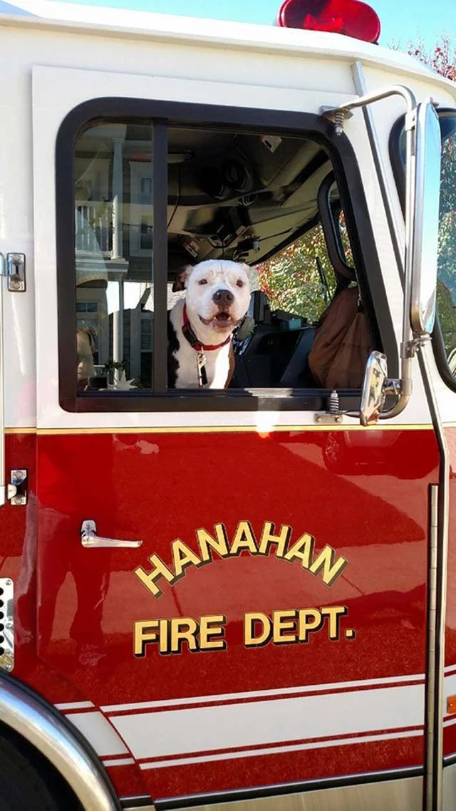 Perro en camión de bomberos