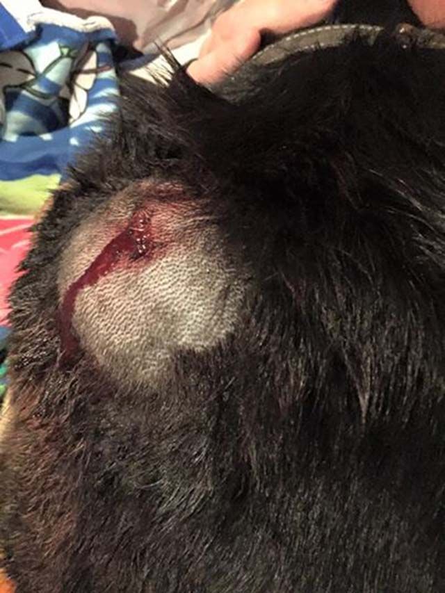 cane ferito