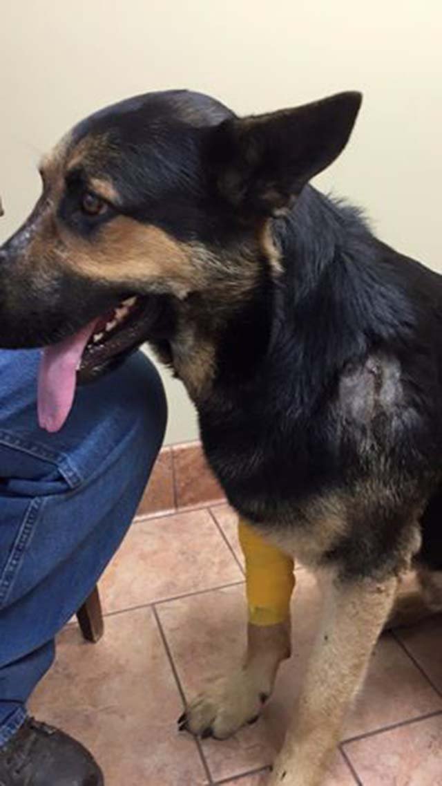 Policías le dispararon a un perro en su propia casa y dejan una nota a la familia que estaba ausente 3 Perro le disparó la policía