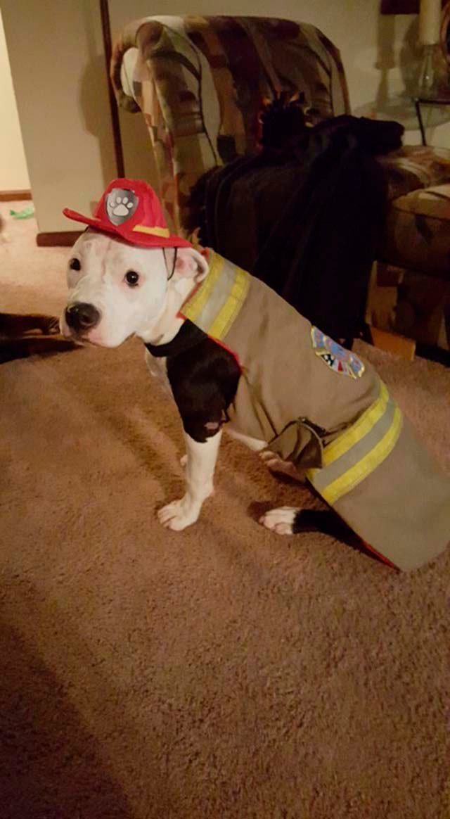 Perro vestido de bombero Perro vestido de bombero