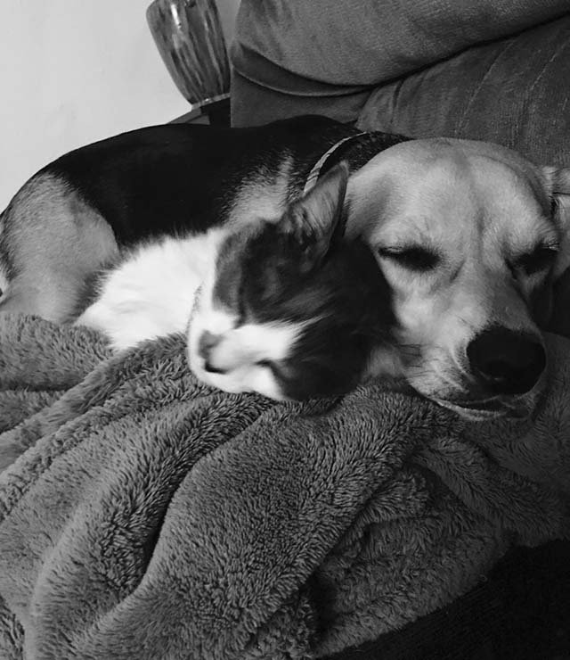 Perro y gato