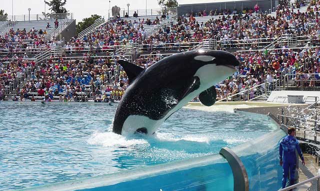 Orcas de SeaWorld