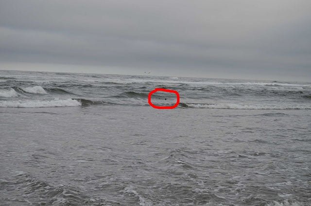 Tiburón Salmón de vuelta al mar