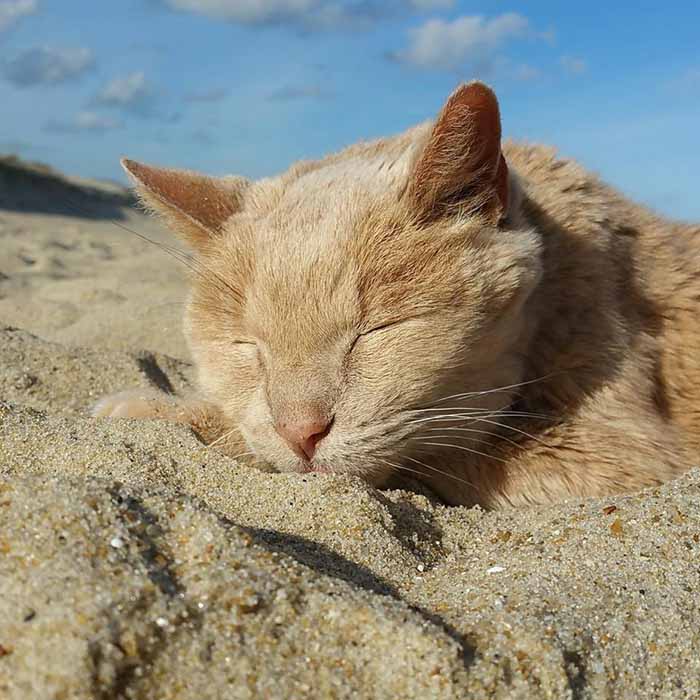 Tigger es un gato de 21 años Tigger es un gato de 21 años