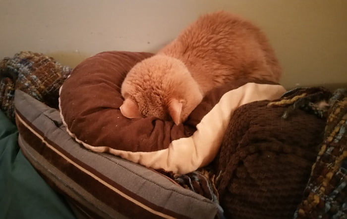 Tigger está muy enfermo pero su familia lo ama Tigger está muy enfermo pero su familia lo ama