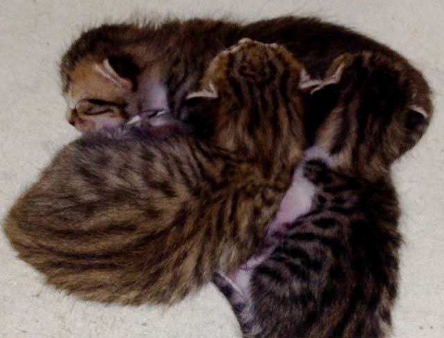 gatitos
