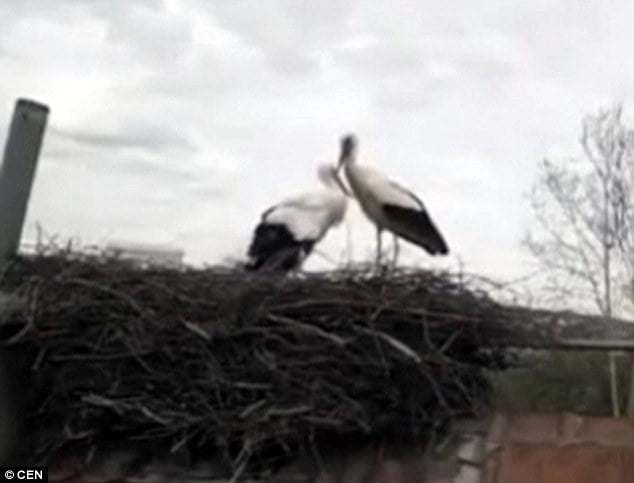 Amor de cigüeñas Amor de cigüeñas