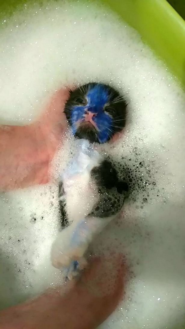 Bañan a gato coloreado con marcador