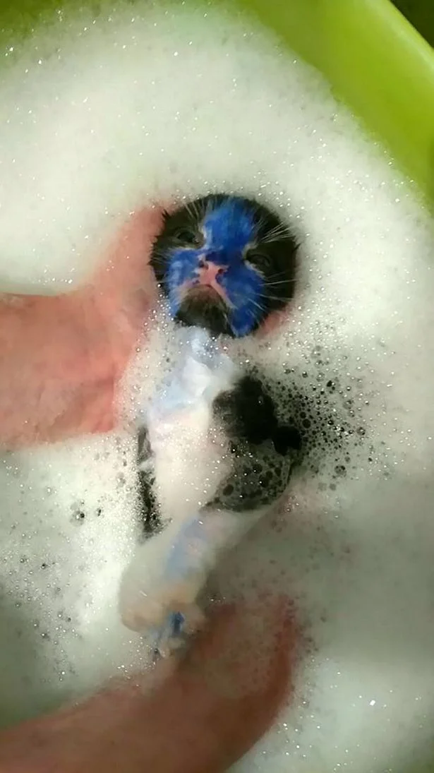 Bañan a gato coloreado con marcador