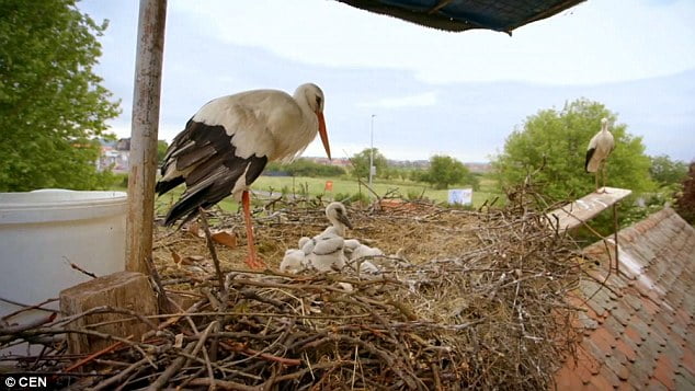 Cigüeña espera a su amado Cigüeña espera a su amado