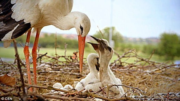 Cigüeña vuela 5.000 millas cada año
