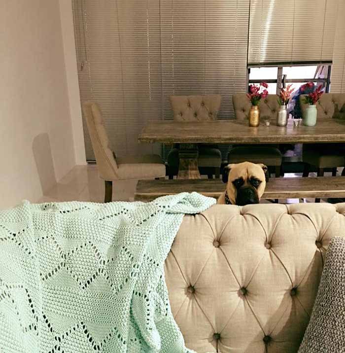 Cyrus el perro con mirada inquietante