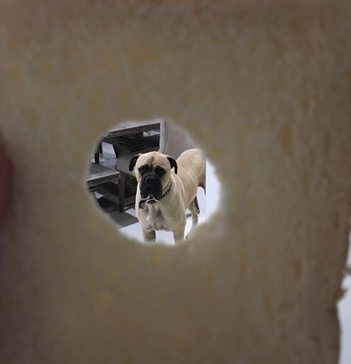 Cyrus el perro espía