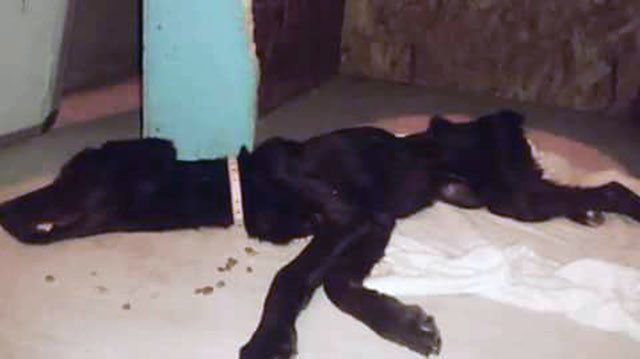 Dejó morir a su perra de hambre Dejó morir a su perra de hambre