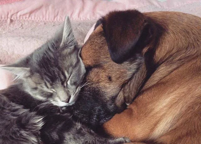 Gato cuida de perro epiléptico