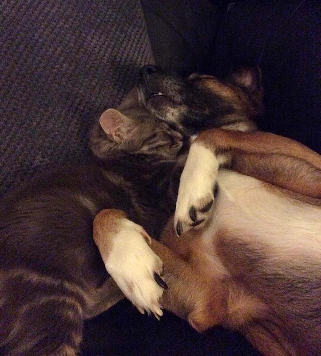 Gato cuida de perro