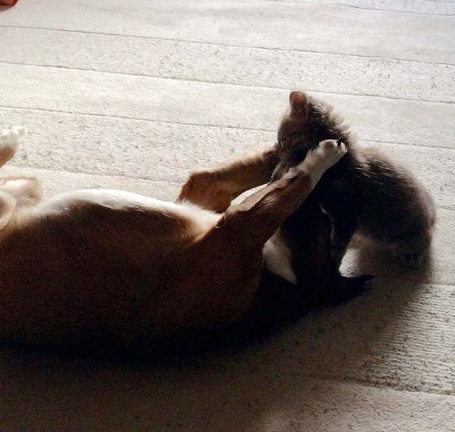Gato juega con perro