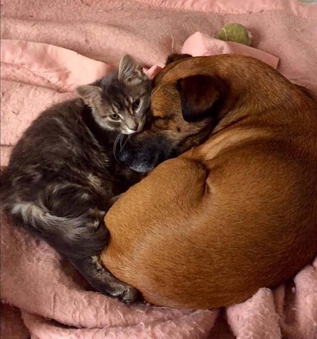 Gato y perro