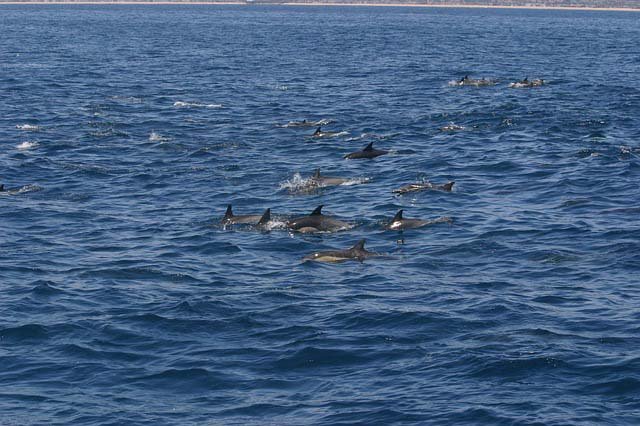 Grupo de delfines
