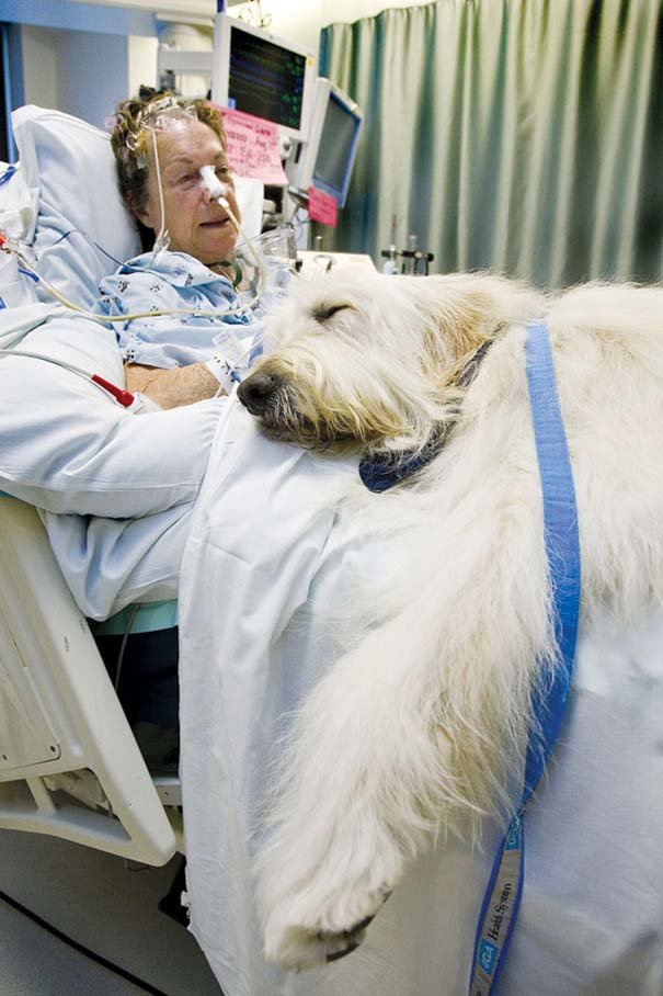 Hospital de canada permite entrada de mascotas
