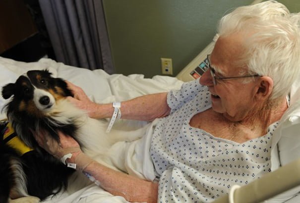 Hospital permite ingreso de mascotas