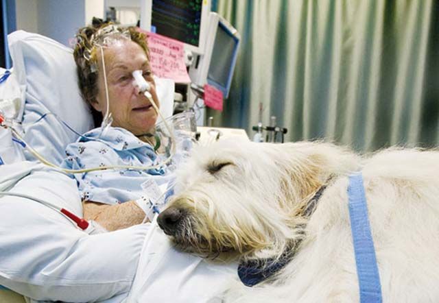 Hospital permite que mascotas visiten a sus humanos