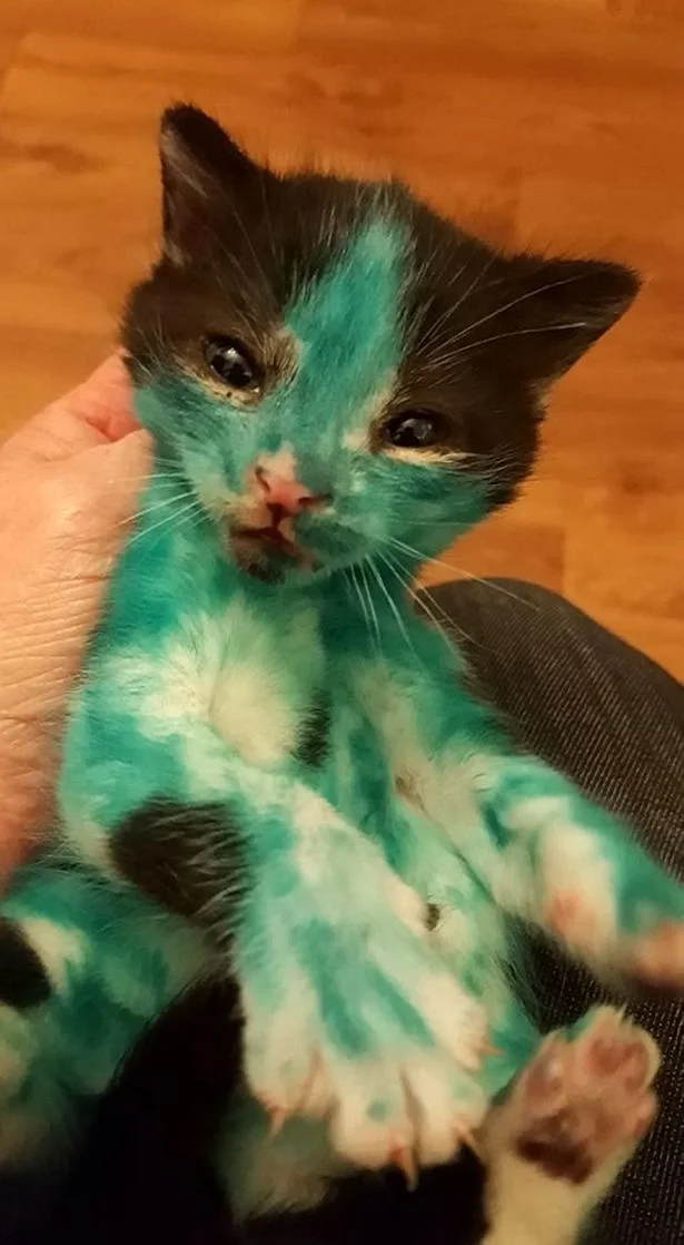 Hulk, gato rescatado