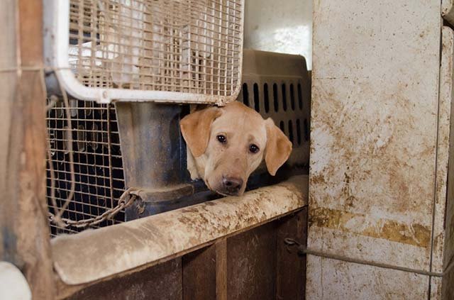 Labrador en una fábrica de cachorros
