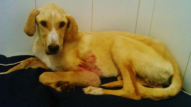 Leo recuperándose Leo recuperándose