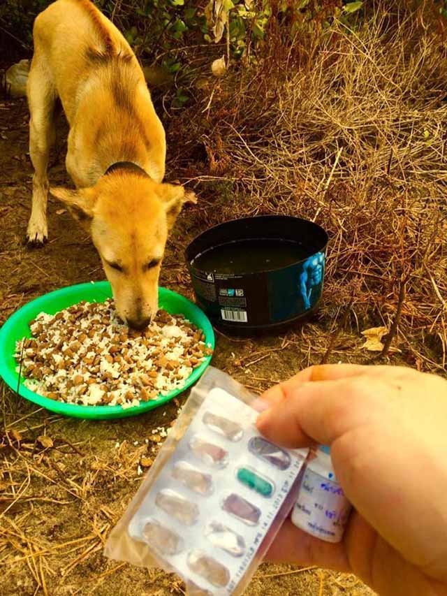 Michael brinda medicamentos a un perro