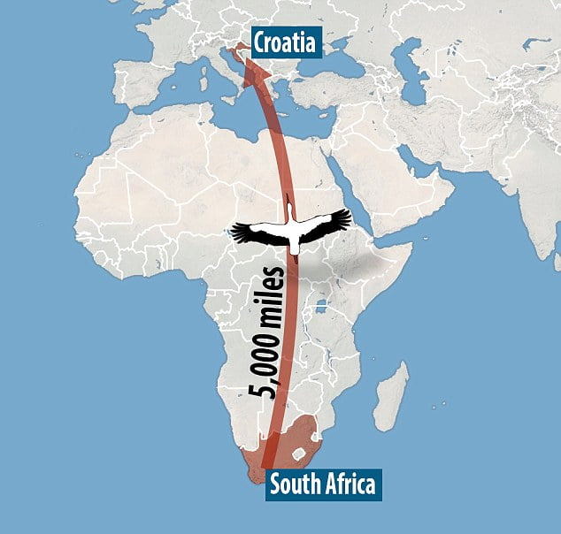 Migración de la cigüeña Migración de la cigüeña